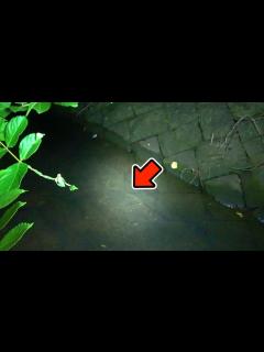 [画像][x]夜の海と川の間で魚採り【またウナギ大量】 - YouTube 余白なし