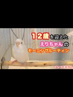 [画像][x]12歳になった、えりちゃんの朝の習慣 HAPPY BIRTHDAY ERI. - YouTube 余白なし