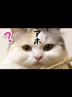 [画像][x]アホには見えないちゅーるをあげてみた【アホ 余白なし