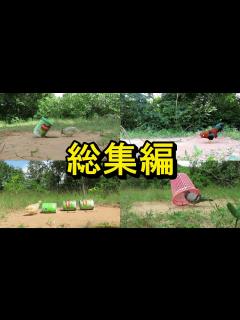 [画像][x]罠にかかるシーンを厳選！！30種類の罠と鳥たちの名演技をお楽しみください🐥🐥 - YouTube 余白なし
