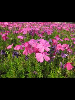 [画像][x]ヤマサ蒲鉾・芝桜の小道(2024. 04) - YouTube 余白なし