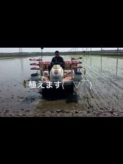 [画像][x]田植えのコツ。植え始めと回り方、四隅の植え方。 - YouTube 余白なし
