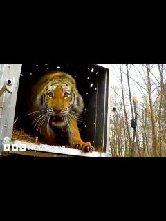 [画像][x]絶滅危惧のアムールトラ、ロシアの森林に戻され - BBCニュース 余白なし