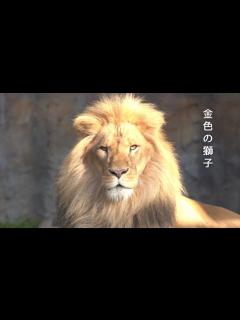 [画像][x]ライオンのオリト「金色の獅子」黄金に輝く姿の影にイオが…旭山動物園の若きライオン物語【Young lion love story】 - YouTube 余白なし