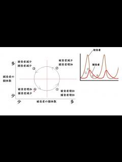 [画像][x]食物連鎖・捕食者と被食者の個体数の変化【生態系】 高校生物基礎 - YouTube 余白なし
