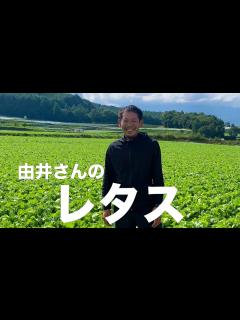 [画像][x]【旬の美味しさにこだわる旬すぐ（国産100％）】（長野県川上村）鮮度抜群で瑞々しいレタス - YouTube 余白なし