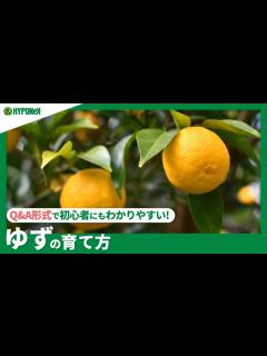 [画像][x]☘153：ゆずの育て方｜青ゆずは収穫するの？植えつけの注意点や、剪定などの作業もご紹介 【PlantiaQ&A】植物の情報、育て方をQ&A形式 ... 余白なし