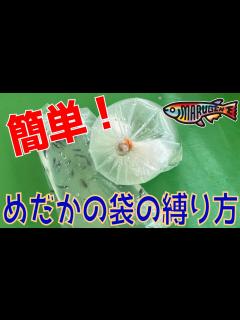 [画像][x]めだかの袋の縛り方 [丸玄] [丸玄めだか] [めだか丸玄] - YouTube 余白なし