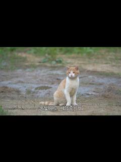 [画像][x]뚱땅이가 자주 다치는 이유를 알 것 같다 - YouTube 余白なし