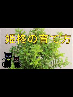 [画像][x]姫柊育て方 - YouTube 余白なし