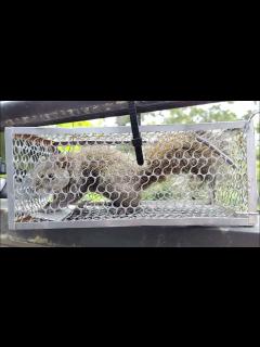 [画像][x]タイワンリス捕獲 ネズミ取り用カゴ罠にて - YouTube 余白なし