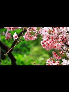 [画像][x]川島あい「旅立ちの日に」超高音質 - YouTube 余白なし