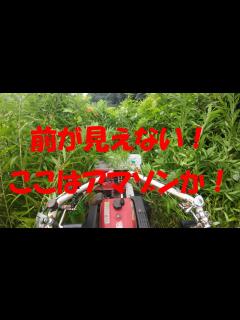 [画像][x]これは凄い！ジャングルだー！ - YouTube 余白なし