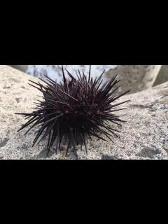 [画像][x]釣れたウニ。自分で歩いて海に帰る。 ウニウニと。 - YouTube 余白なし