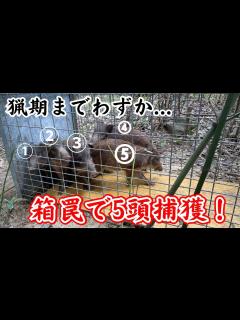 [画像][x]箱罠で5頭イノシシを捕獲！ - YouTube 余白なし
