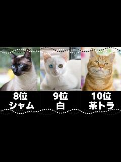 [画像][x]人気の猫柄ランキングトップ10！日本の猫の模様の種類や性格｜飼い主さんの声総まとめ - YouTube 余白なし