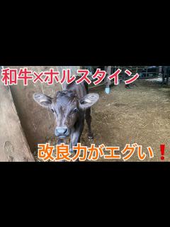 [画像][x]交雑牛の恐ろしさ！和牛がいらなくなる？ - YouTube 余白なし