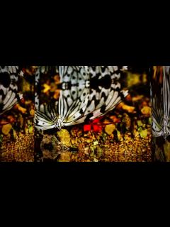 [画像][x]「蜷川実花展」を開催―京都市京セラ美術館 - YouTube 余白なし