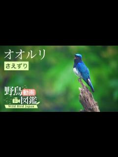 [画像][x]オオルリ（1）さえずり - Blue-and-white flycatcher - 日本三鳴鳥 - Wild Bird - 野鳥 動画図鑑 ... 余白なし