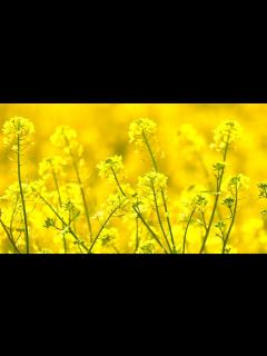 [画像][x]beautiful yellow flowers video || - YouTube 余白なし