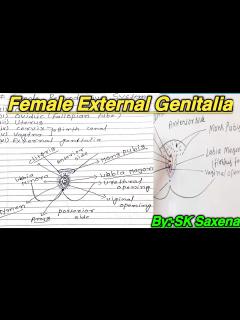[画像][x]Female External Genitalia | महिला बाह्य जननांग |Female reproductive ... 余白なし
