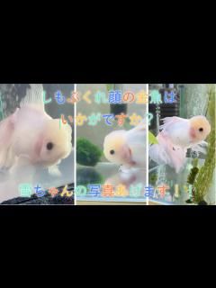 [画像][x]雪ちゃんの写真プレゼントします！（ダウンロードがうまくいかない方はemailで連絡してくださいね！） - YouTube 余白なし