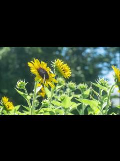 [画像][x]ひまわり【flute solo】 - YouTube 余白なし