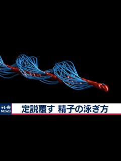 [画像][x]「精子は回転しながら前進」 300年以上の定説を覆す イギリスなど研究（2020年8月3日） - YouTube 余白なし