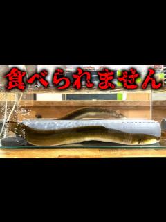 [画像][x]ウナギもこうなったら食べられません… - YouTube 余白なし