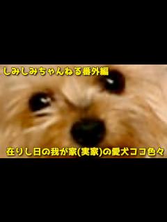 [画像][x]番外編 在りし日の我が家(実家)の愛犬ココ映像 - YouTube 余白なし