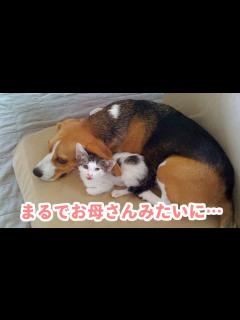 [画像][x]お家にやってきた小さな保護猫を見守る、一匹のビーグル犬。優しく育まれる家族の絆♡ - YouTube 余白なし