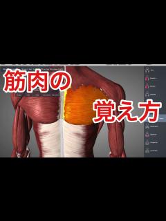 [画像][x]解剖学の超基本：筋肉の名前の覚え方 - YouTube 余白なし