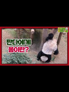 [画像][x](SUB)[전지적 할부지 시점] ep.97 “물구나무 서는 판다?!” 이른 봄을 맞이한 바오 커플의 수상한 행동 변화🐼 ... 余白なし