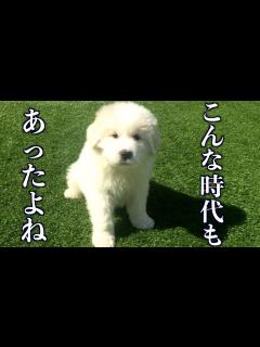[画像][x]アルのパピー期の動画が出てきました - YouTube 余白なし