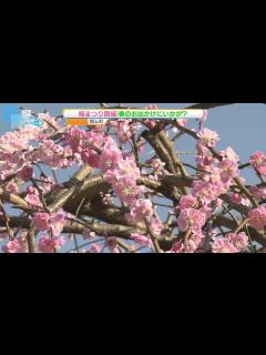 [画像][x]【県内5月並みの陽気】＂うめまつり”開催中の田上梅林公園では多くの花見客が訪れる 《新潟・田上町》 - YouTube 余白なし