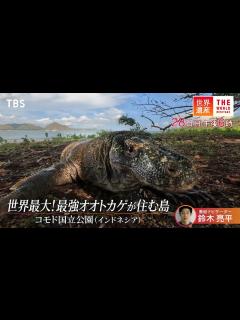 [画像][x]『世界遺産』7/28(日) コモド国立公園 〜 世界最大！最強のオオトカゲが住む島【TBS】 - YouTube 余白なし