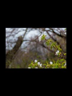 [画像][x]浜田真理子 さくらの唄 - YouTube 余白なし