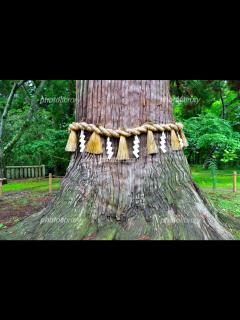 [画像][x]塩竈神社の御神木 写真素材 [ 6078577 ] - フォトライブラリー photolibrary 余白なし