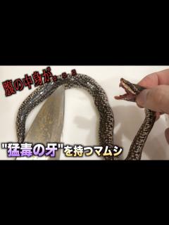 [画像][x]"猛毒の牙"を持つマムシのぶよぶよのお腹を切ったらとんでもないモノが出てきた！！！ - YouTube 余白なし