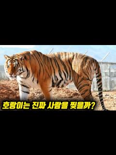 [画像][x]호랑이는 진짜 사람을 찢을까? 실제로 호랑이가 사람을 마주치면 하는 행동 - YouTube 余白なし