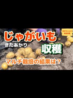 [画像][x]じゃがいも収穫【マルチ栽培】【きたあかり】【じゃがいも栽培】【家庭菜園】 - YouTube 余白なし