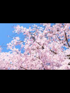[画像][x]京都の桜は圧巻の美しさ・・・！京都の桜 完全ガイド – 名所・見頃【2025年最新版】行くべきマップ。|caedeKyoto[カエデ京都 ... 余白なし