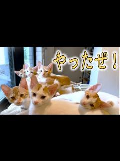 [画像][x]こつぶっ子たちのトライアルが決まりました！／みっくはプンプン - YouTube 余白なし