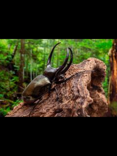 [画像][x]アジア最大のカブトムシ | 虫の写真と生態なら昆虫写真図鑑「ムシミル」 余白なし