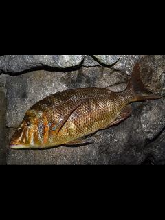 [画像][x]ハマフエフキの特徴 | 釣魚図鑑（特徴・仕掛け・さばき方） | Honda釣り倶楽部 | Honda 余白なし