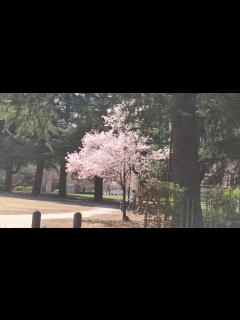 [画像][x]仙台錦町公園（仙台NHK隣）の桜2 20200328 - YouTube 余白なし