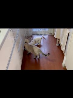 [画像][x]夢中で遊ぶ子猫、のんびり寝転がる兄猫！キャットタワーのネズミで繋がるふたりの心温まる光景 - YouTube 余白なし