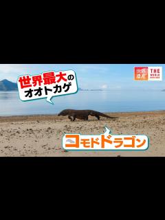 [画像][x]世界最大のオオトカゲ！最強のコモドドラゴンが住む島 - YouTube 余白なし