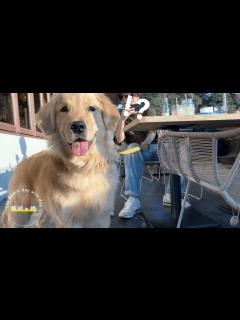 [画像][x]愛犬を初めて海に連れていったら予想通りのリアクションでした｜湘南【ゴルパピ】 - YouTube 余白なし