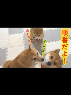 [画像][x]お兄ちゃんに甘えたい弟と妹が、おねだりする姿が可愛い - YouTube 余白なし
